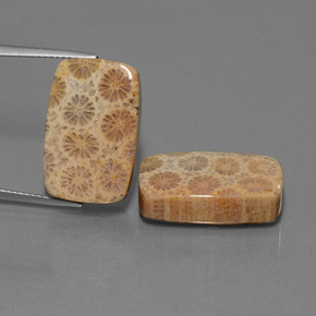 캐럿 천연 다색 화석 산호 보석, 쿠션 컷, 불투명체