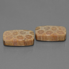 캐럿 천연 다색 화석 산호 보석, 쿠션 컷, 불투명체