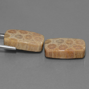 캐럿 천연 다색 화석 산호 보석, 쿠션 컷, 불투명체