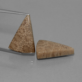 캐럿 천연 다색 화석 산호 보석, 일조, 불투명체