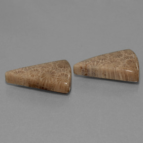 캐럿 천연 다색 화석 산호 보석, 일조, 불투명체