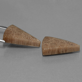 캐럿 천연 다색 화석 산호 보석, 일조, 불투명체