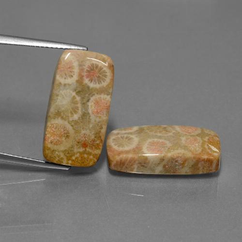 23.56캐럿 천연 다색 화석 산호 보석, 쿠션 컷, 불투명체