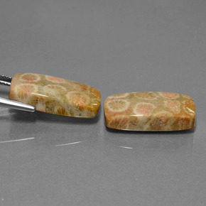 23.56캐럿 천연 다색 화석 산호 보석, 쿠션 컷, 불투명체