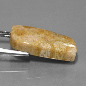 13.97캐럿 천연 다색 화석 산호, 멋진 모양, 불투명체