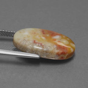 8.82캐럿 천연 멀티컬러 화석 산호, 타원형 컷, 불투명체