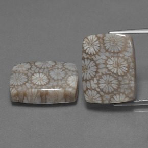 캐럿 천연 다색 화석 산호 보석, 쿠션 컷, 불투명체