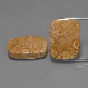 캐럿 천연 다색 화석 산호 보석, 쿠션 컷, 불투명체