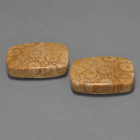 캐럿 천연 다색 화석 산호 보석, 쿠션 컷, 불투명체