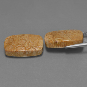 캐럿 천연 다색 화석 산호 보석, 쿠션 컷, 불투명체