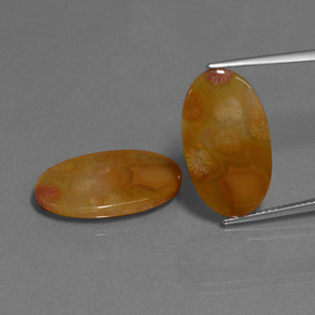 캐럿 천연 다색 화석 산호 보석, 타원형 컷, 투명한