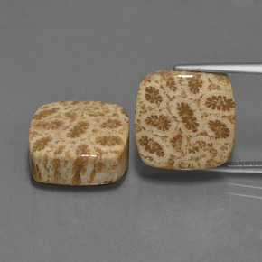 캐럿 천연 다색 화석 산호 보석, 쿠션 컷, 불투명체