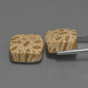 캐럿 천연 다색 화석 산호 보석, 쿠션 컷, 불투명체