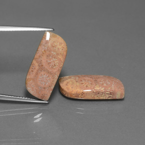 캐럿 천연 다색 화석 산호 보석, 멋진 모양, 불투명체