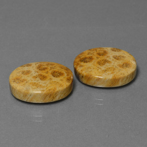 캐럿 천연 다색 화석 산호 보석, 타원형 컷, 불투명체