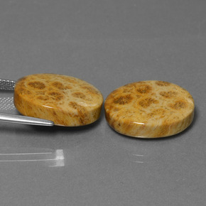 캐럿 천연 다색 화석 산호 보석, 타원형 컷, 불투명체