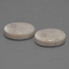 캐럿 천연 다색 화석 산호 보석, 타원형 컷, 불투명체