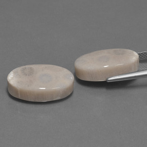 캐럿 천연 다색 화석 산호 보석, 타원형 컷, 불투명체