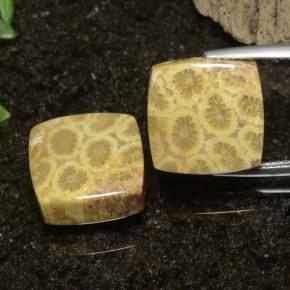 22.09캐럿 천연 다색 화석 산호 보석, 정사각형, 불투명체