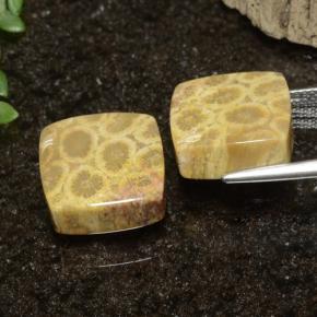 22.09캐럿 천연 다색 화석 산호 보석, 정사각형, 불투명체