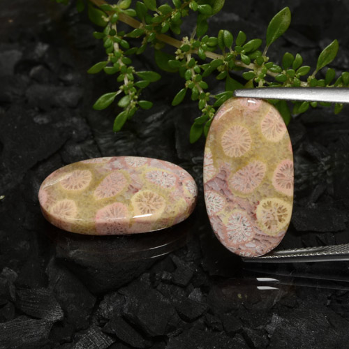 23.62캐럿 천연 멀티컬러 화석 산호 보석, 타원형 컷, 22.5×12.1 mm, 불투명체