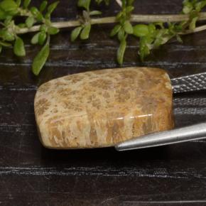 13.48캐럿 천연 다색 화석 산호, 쿠션 컷, 불투명체