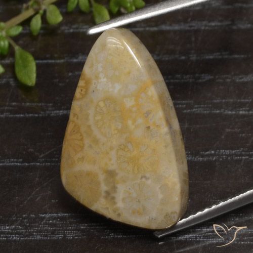 12.04ct 자연스러운 다색 화석 산호, 팬시한, 불투명체
