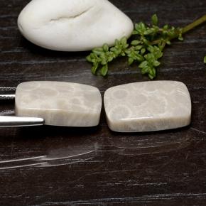 25.59캐럿 천연 다색 화석 산호 보석, 쿠션 컷, 불투명체