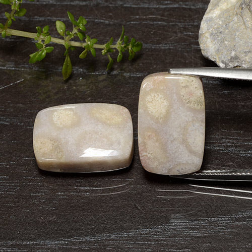 25.01캐럿 천연 다색 화석 산호 보석, 쿠션 컷, 불투명체