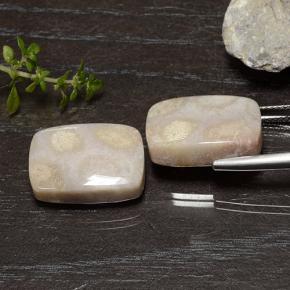 25.01캐럿 천연 다색 화석 산호 보석, 쿠션 컷, 불투명체