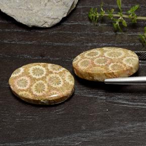 29.50캐럿 천연 다색 화석 산호 보석, 타원형 컷, 불투명체