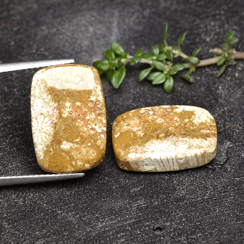 16.41캐럿 천연 다색 화석 산호 보석, 쿠션 컷, 불투명체