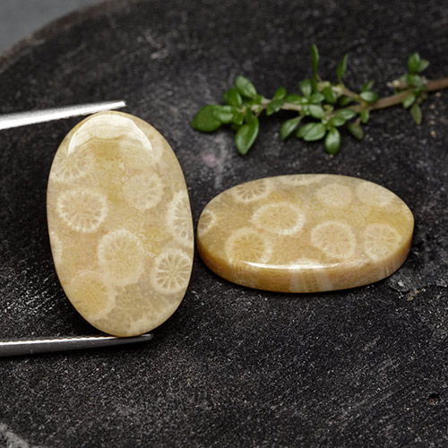 24.38캐럿 천연 다색 화석 산호 보석, 타원형 컷, 불투명체