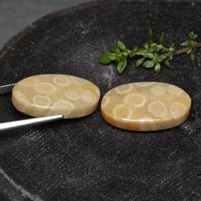 24.38캐럿 천연 다색 화석 산호 보석, 타원형 컷, 불투명체