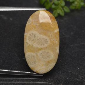 11.06캐럿 천연 다색 화석 산호, 타원형 컷, 불투명체