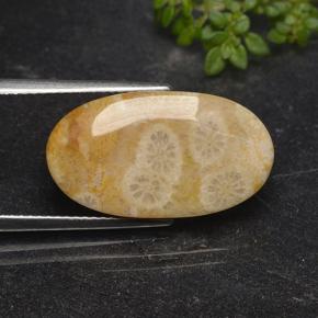 11.06캐럿 천연 다색 화석 산호, 타원형 컷, 불투명체