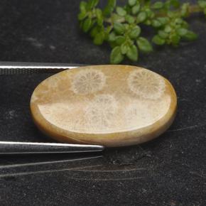 11.06캐럿 천연 다색 화석 산호, 타원형 컷, 불투명체