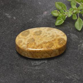 14.69캐럿 천연 다색 화석 산호, 타원형 컷, 불투명체