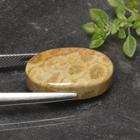 14.69캐럿 천연 다색 화석 산호, 타원형 컷, 불투명체