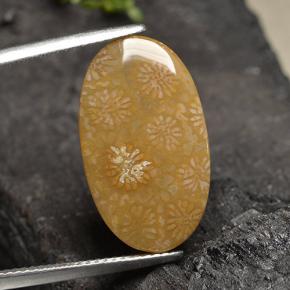 10.75캐럿 천연 다색 화석 산호, 타원형 컷, 불투명체