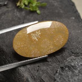 10.75캐럿 천연 다색 화석 산호, 타원형 컷, 불투명체