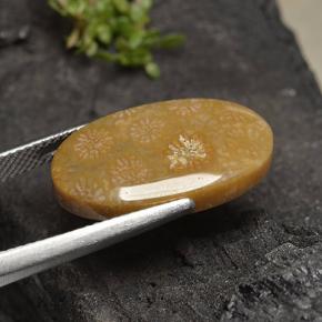 10.75캐럿 천연 다색 화석 산호, 타원형 컷, 불투명체