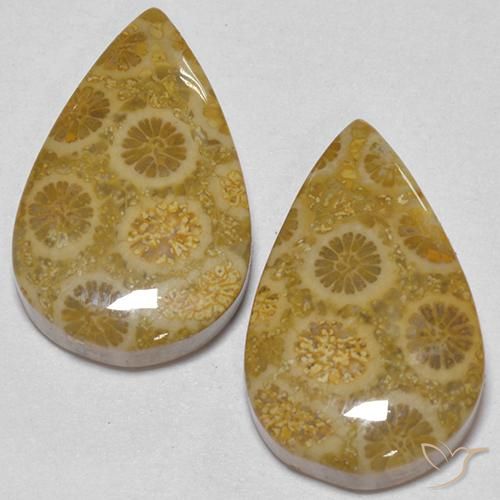 17.56캐럿 천연 다색 화석 산호 보석, 배 모양, 불투명체