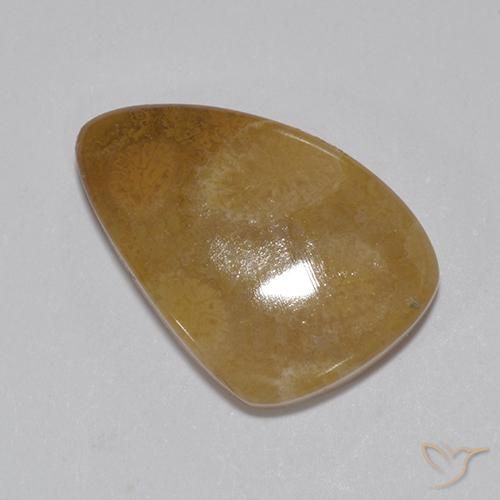 8.15ct 자연스러운 다색 화석 산호, 팬시한, 불투명체