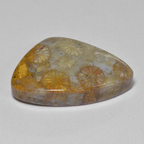 11.00캐럿 천연 다색 화석 산호, 멋진 모양, 불투명체