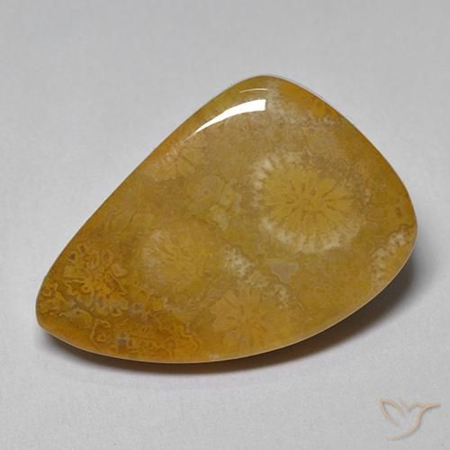 9.42ct 자연스러운 다색 화석 산호, 팬시한, 불투명체