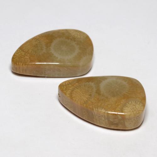 21.03캐럿 천연 다색 화석 산호 보석, 멋진 모양, 불투명체