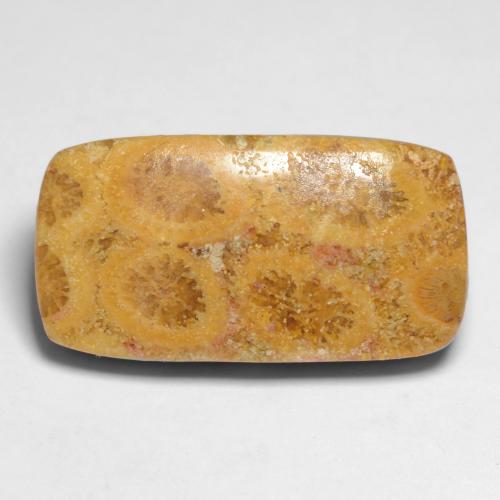 11.20캐럿 천연 멀티컬러 화석 산호, 쿠션 컷, 20.7×10.8 mm, 불투명체