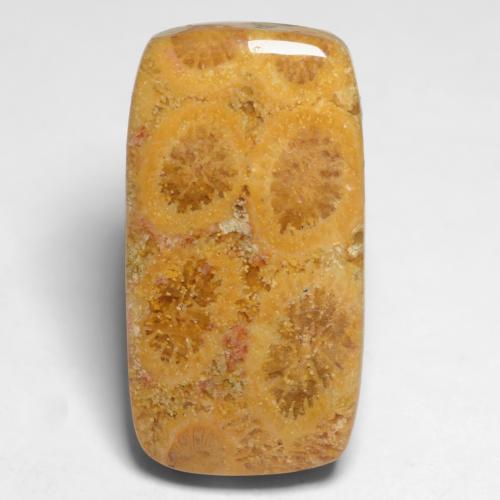 11.20캐럿 천연 멀티컬러 화석 산호, 쿠션 컷, 20.7×10.8 mm, 불투명체