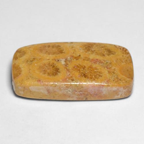 11.20캐럿 천연 멀티컬러 화석 산호, 쿠션 컷, 20.7×10.8 mm, 불투명체